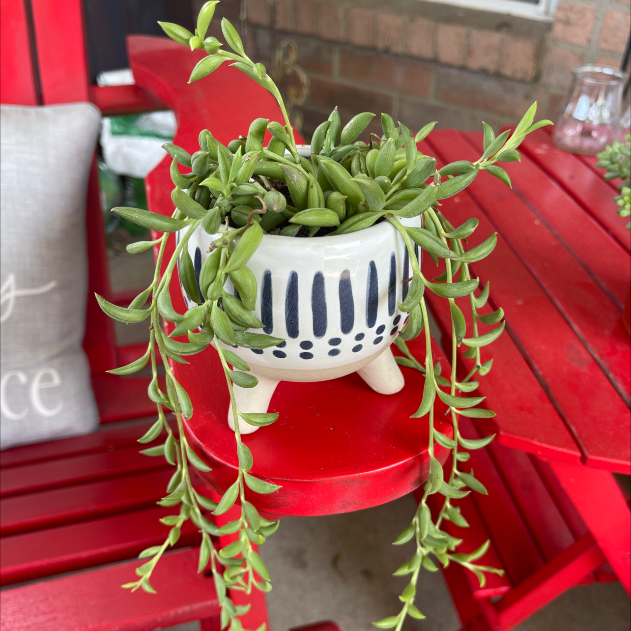 String of Bananas plant photo by @Eleni named Pedro on Greg, the plant care app.