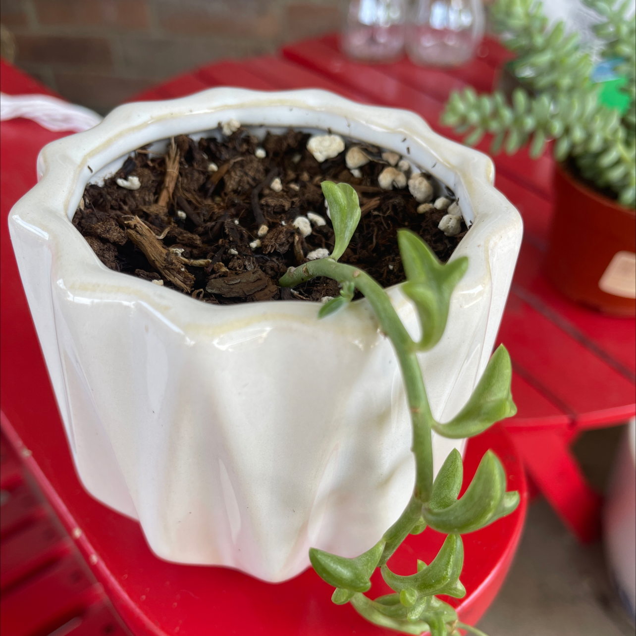 String of Dolphins plant photo by @Eleni named Harry on Greg, the plant care app.