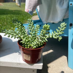 Burro's Tail plant photo by @Eleni named Mr. Wiggles on Greg, the plant care app.