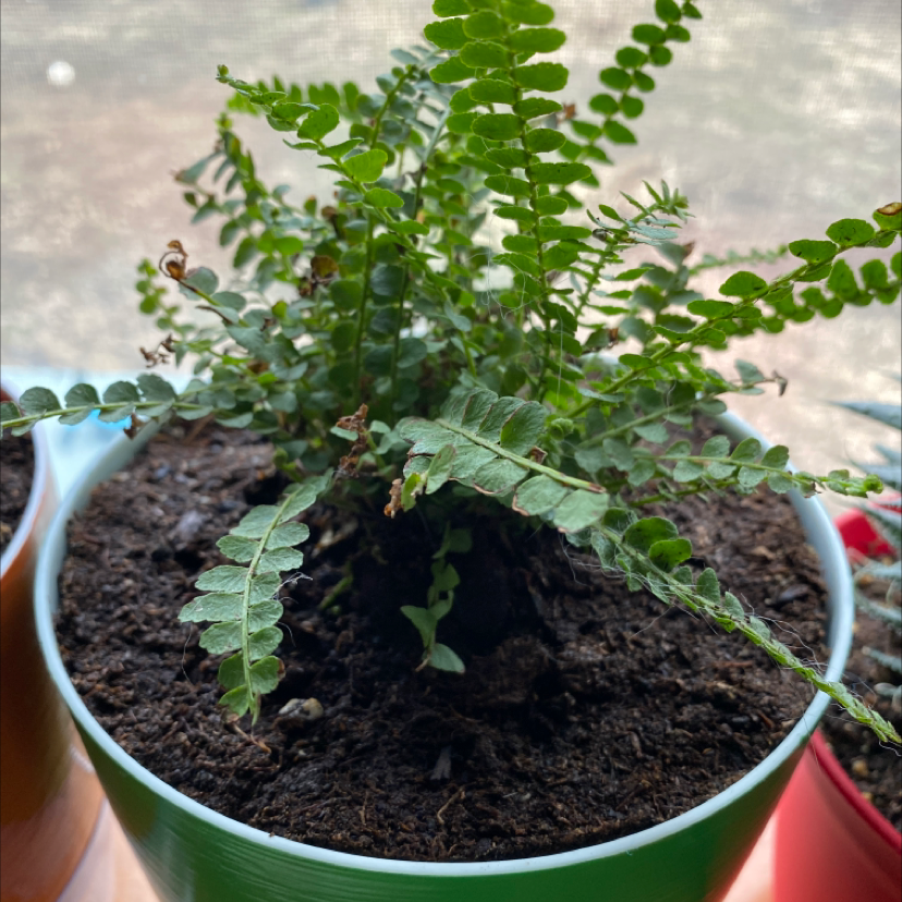 A lush, healthy Erect Sword Fern in a pot with dark moist soil, featuring long serrated green fronds.