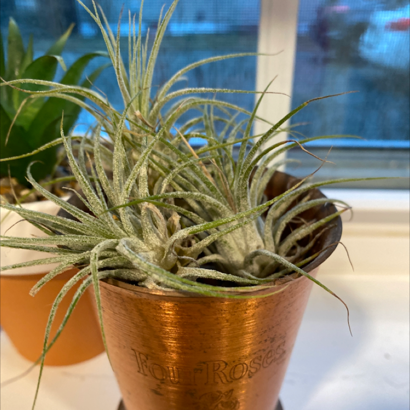 Small Ballmoss plant in a copper-colored pot with another plant in the background.