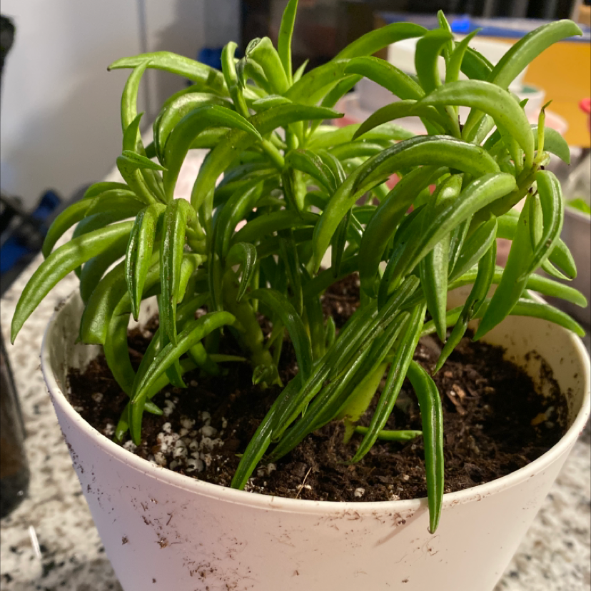 Pincushion Peperomia plant in a white pot with healthy green leaves and visible soil.