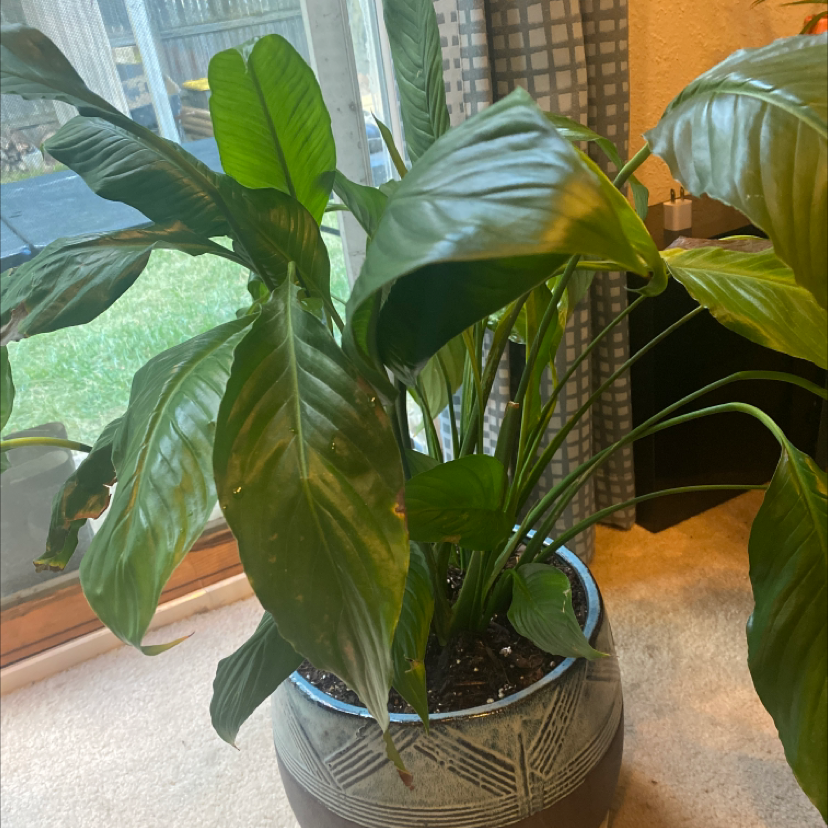Peace Lily plant photo by Molly named Lily on Greg, the plant care app.