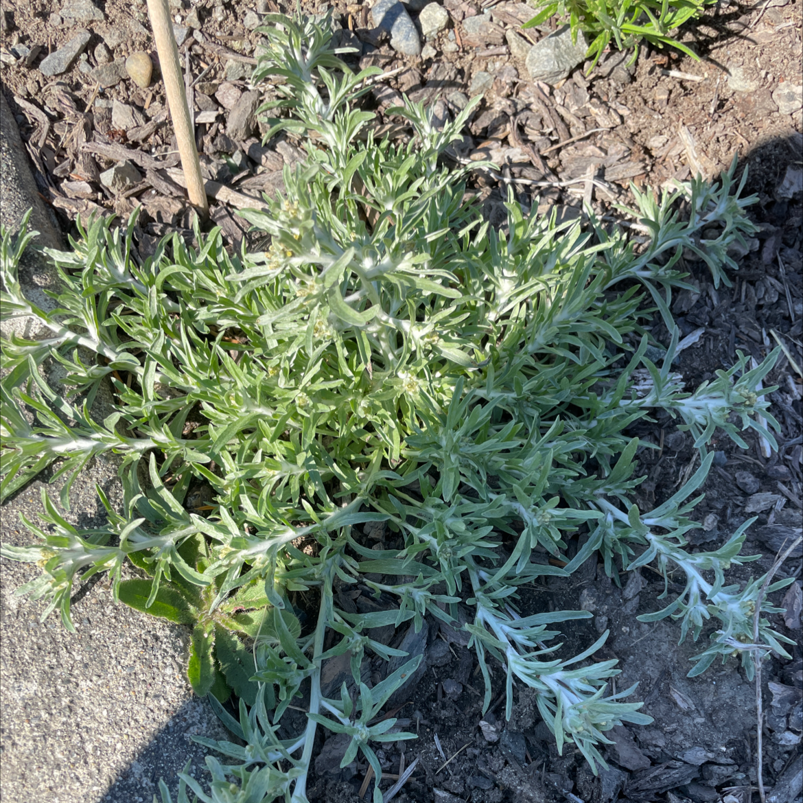 Photo of the plant species Marsh Cudweed by Stefanie named Your plant on Greg, the plant care app