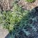 Calculate water needs of Marsh cudweed