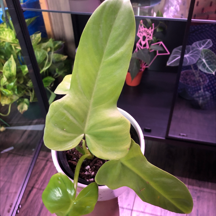 Horsehead Philodendron with large green leaves in a pot with visible soil.