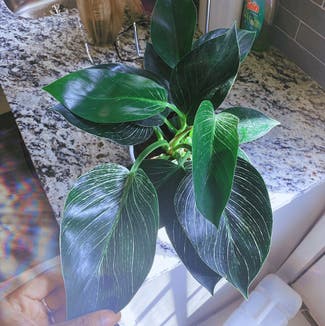 Philodendron 'Birkin' plant in Lawnside, New Jersey
