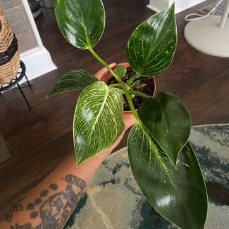 Philodendron 'Birkin' plant in Lawnside, New Jersey