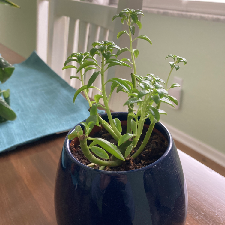 Pincushion Peperomia plant in a dark blue pot, healthy green leaves, visible soil.