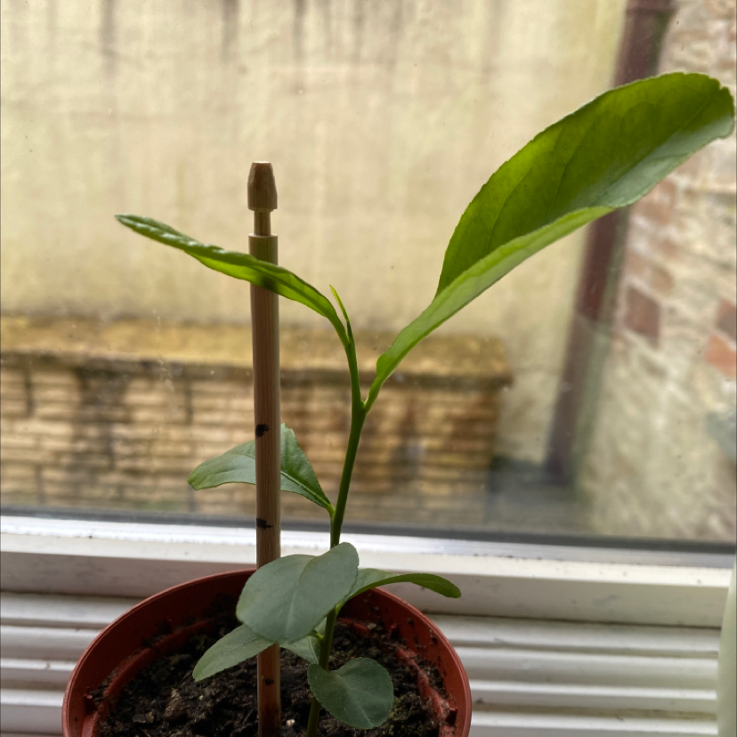 Young Makrut Lime plant in a pot with a support stick, healthy green leaves.