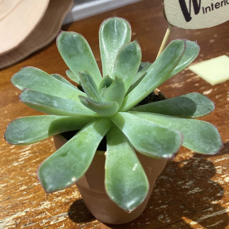 Photo of the plant species Echeveria pulidonis by @Avalikesplants named Bubba on Greg, the plant care app
