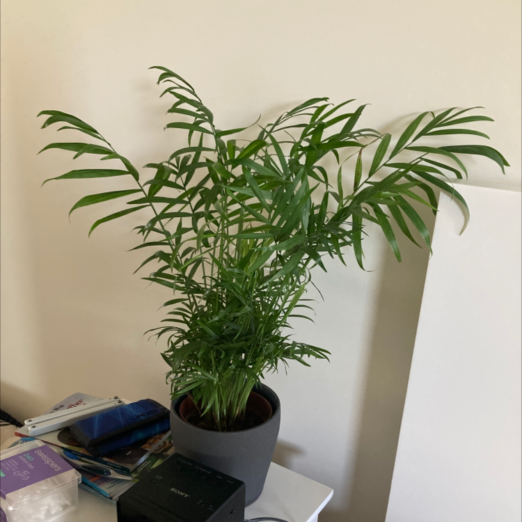 Parlour Palm plant photo by @OceanMango named Hathor on Greg, the plant care app.