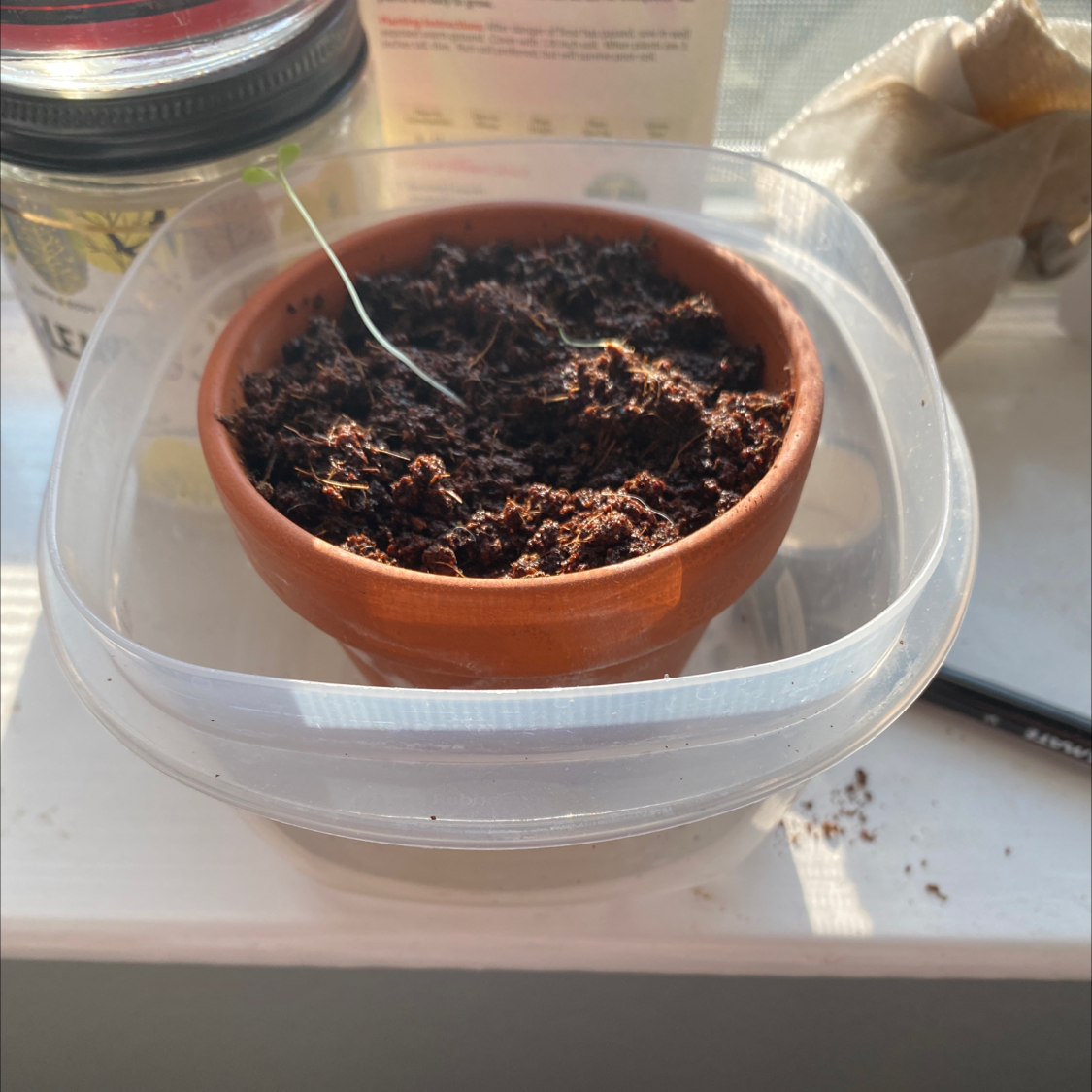 English Lavender plant photo by Hannah named (Hail)Mary on Greg, the plant care app.