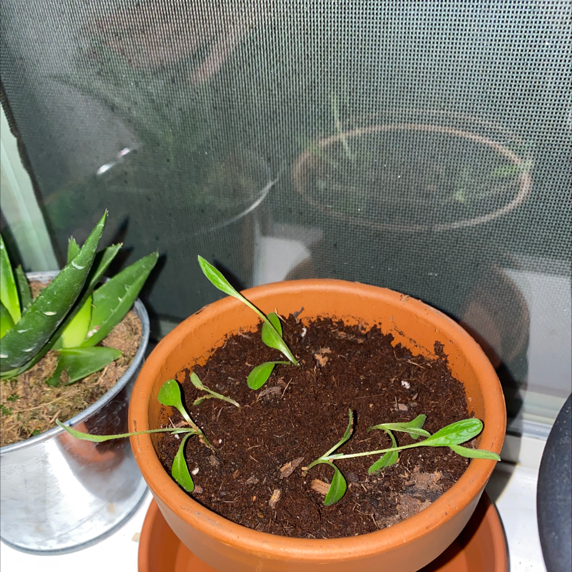 Chinese Forget-Me-Not plant photo by Hannah named Keanu Leaves on Greg, the plant care app.