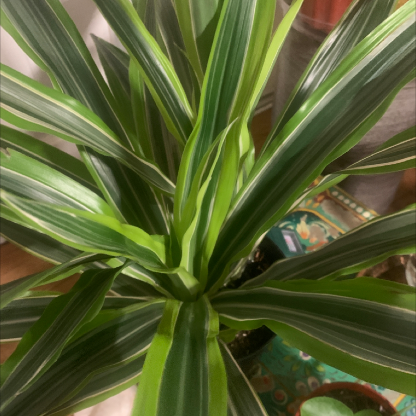 Dracaena 'Lemon Lime' plant with vibrant green and yellow-striped leaves.