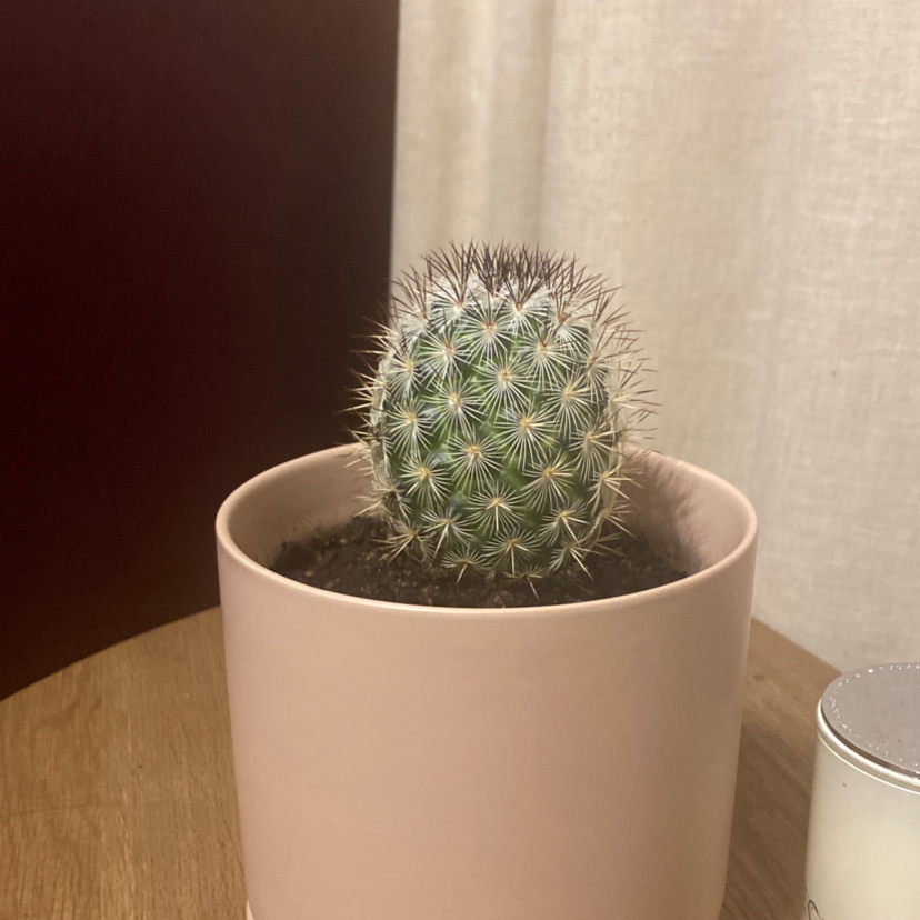 A healthy Mammillaria backebergiana cactus in a pink pot with visible soil.