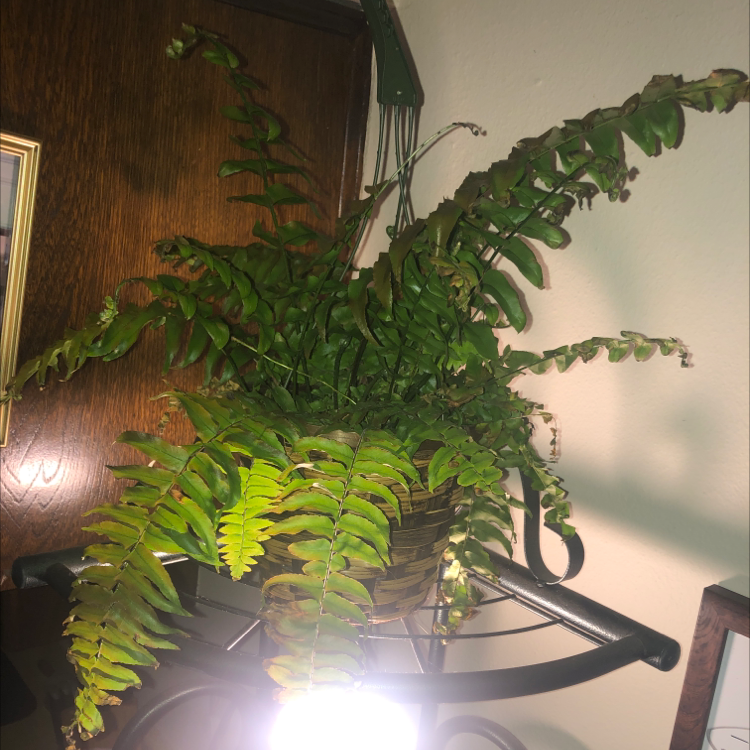 Photo of the plant species Cyrtomium falcatum by @samsgreens named max on Greg, the plant care app