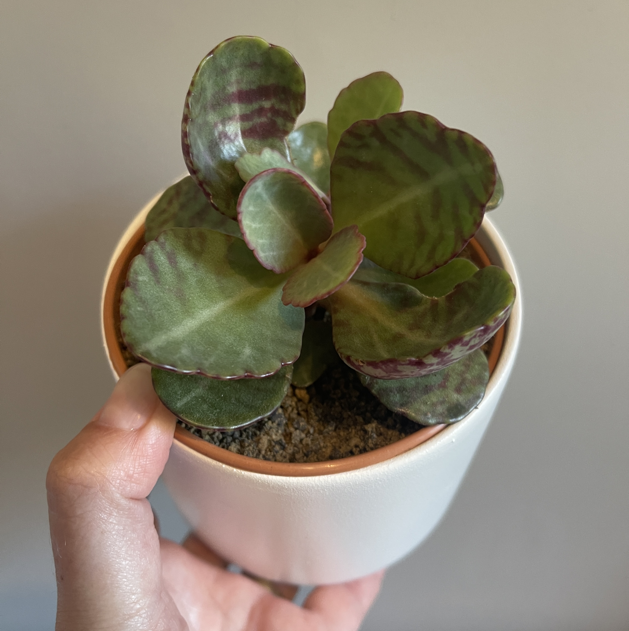 Potted Donkey Ears plant with green and purple leaves, held by a hand.