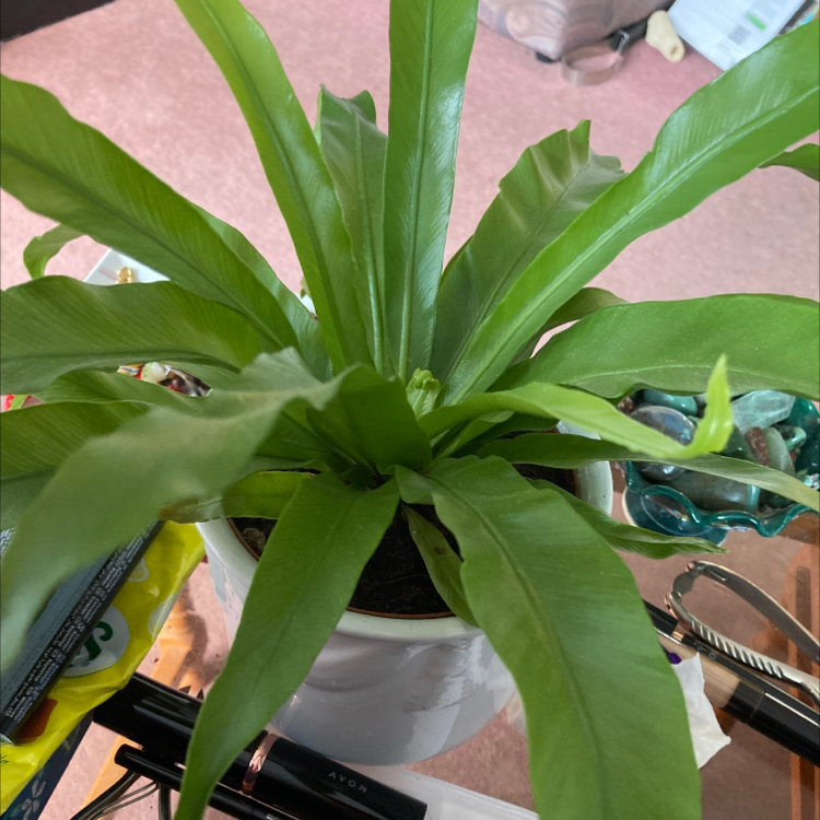 Bird's Nest Fern plant photo by Barbara named Khaleesi on Greg, the plant care app.