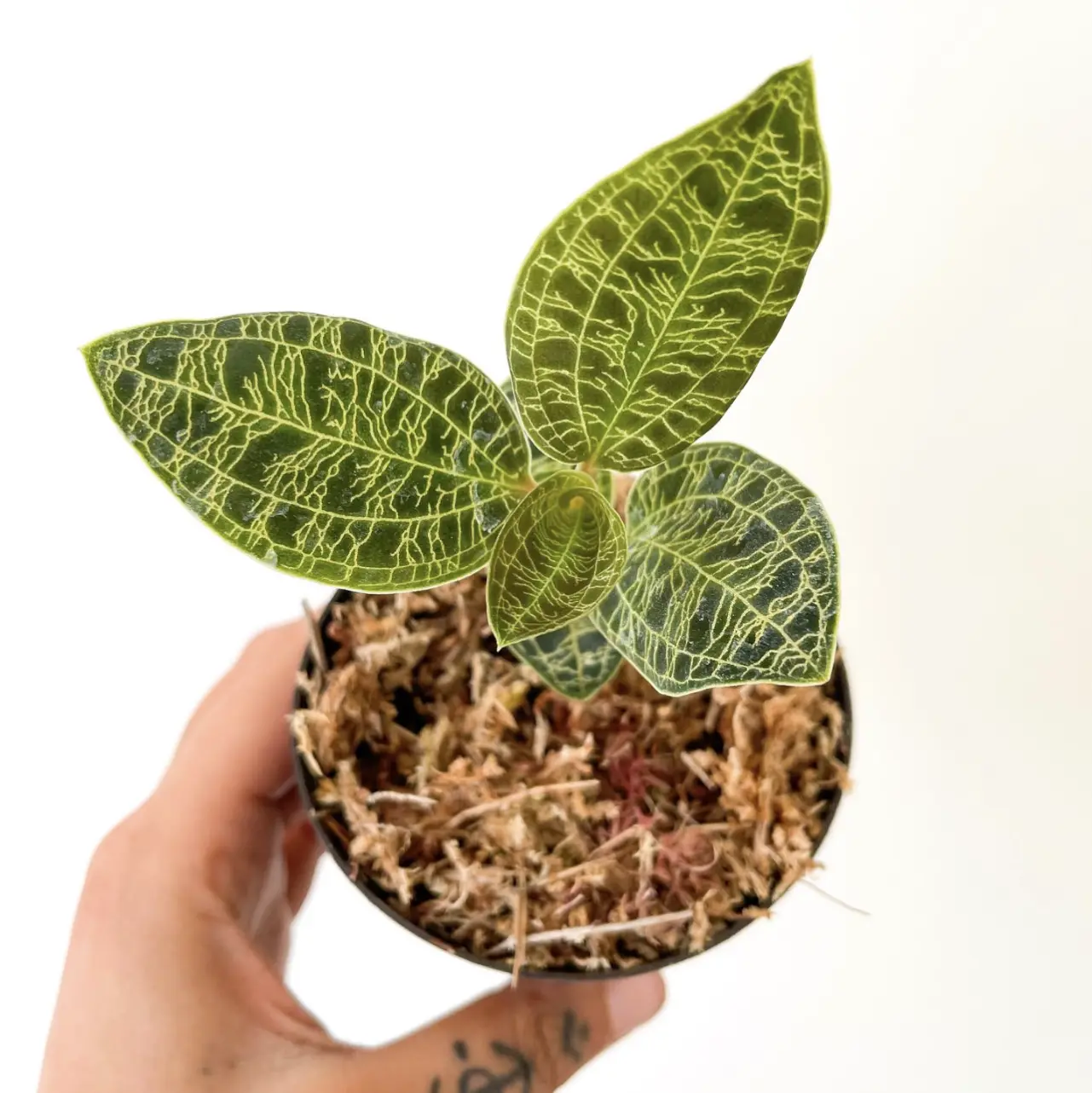 Photo of the plant species Ming Fern by @Maggiegolden named Your plant on Greg, the plant care app