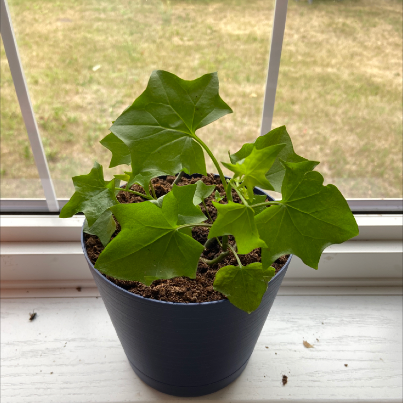 Potted Cape Ivy plant with green, lobed leaves on a windowsill.
