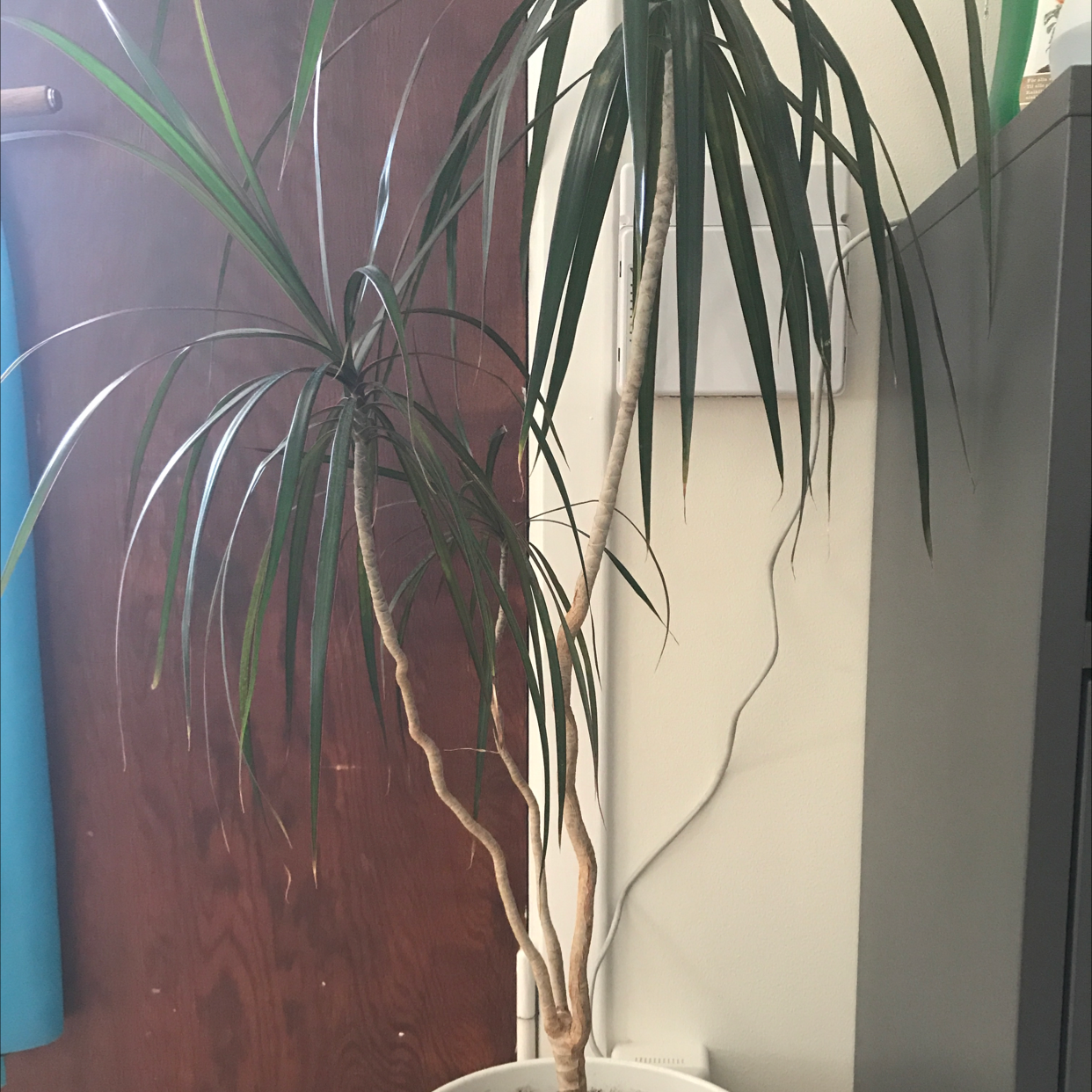 Dracaena 'Ray of Sunshine' plant indoors in a pot with long, narrow leaves.