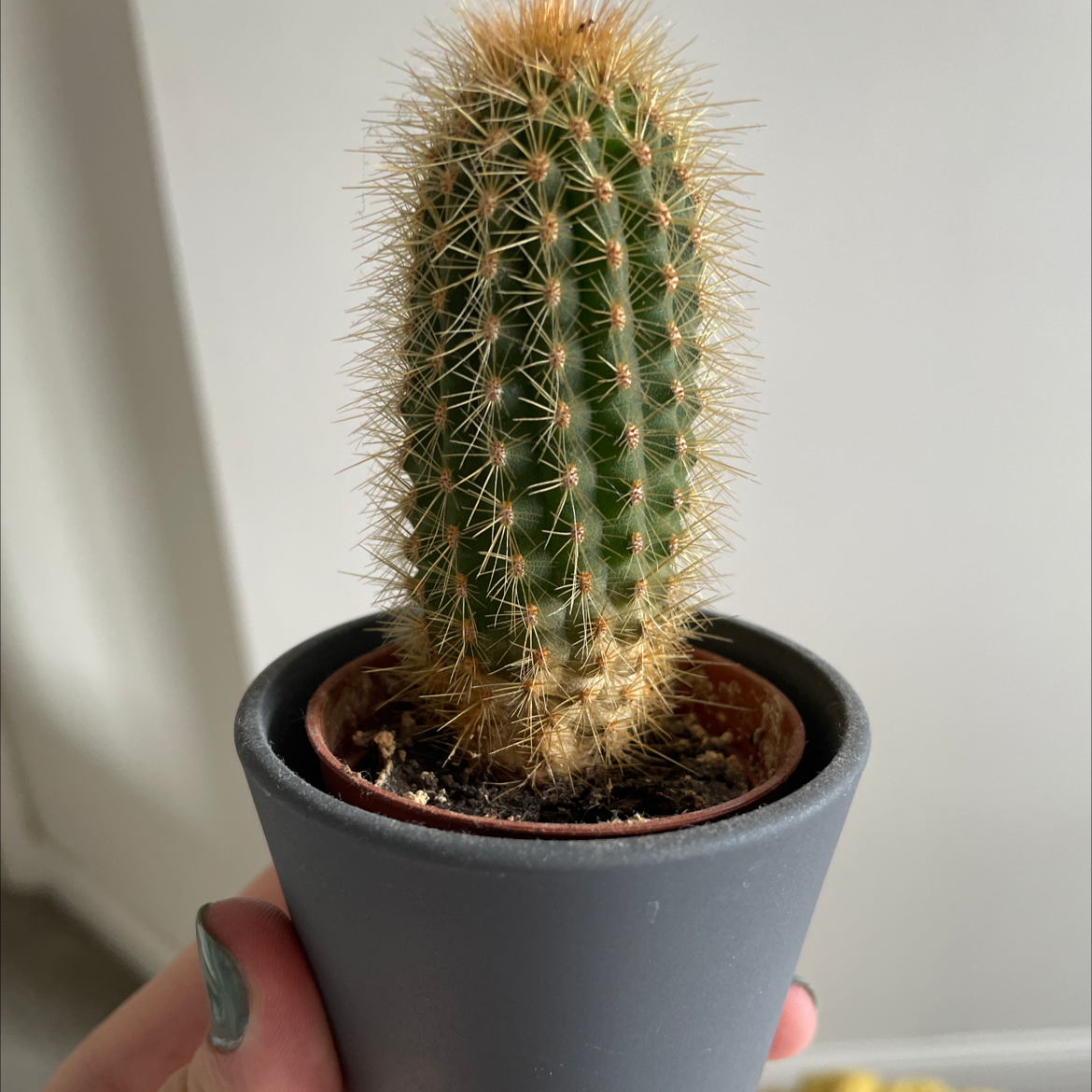 Photo of the plant species Golden Torch by @e_evaa named nutella on Greg, the plant care app