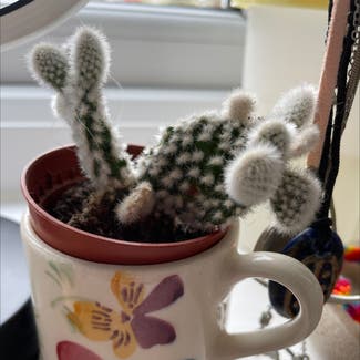 Bunny Ears Cactus plant in Bootle, England
