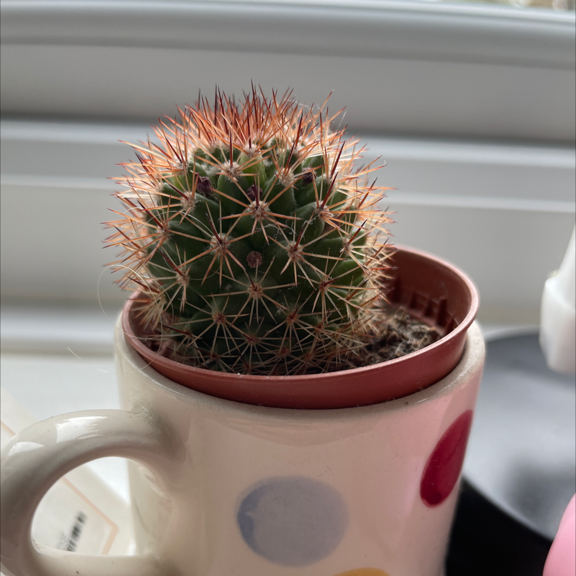 Golden Barrel Cactus plant photo by @e_evaa named coffee on Greg, the plant care app.