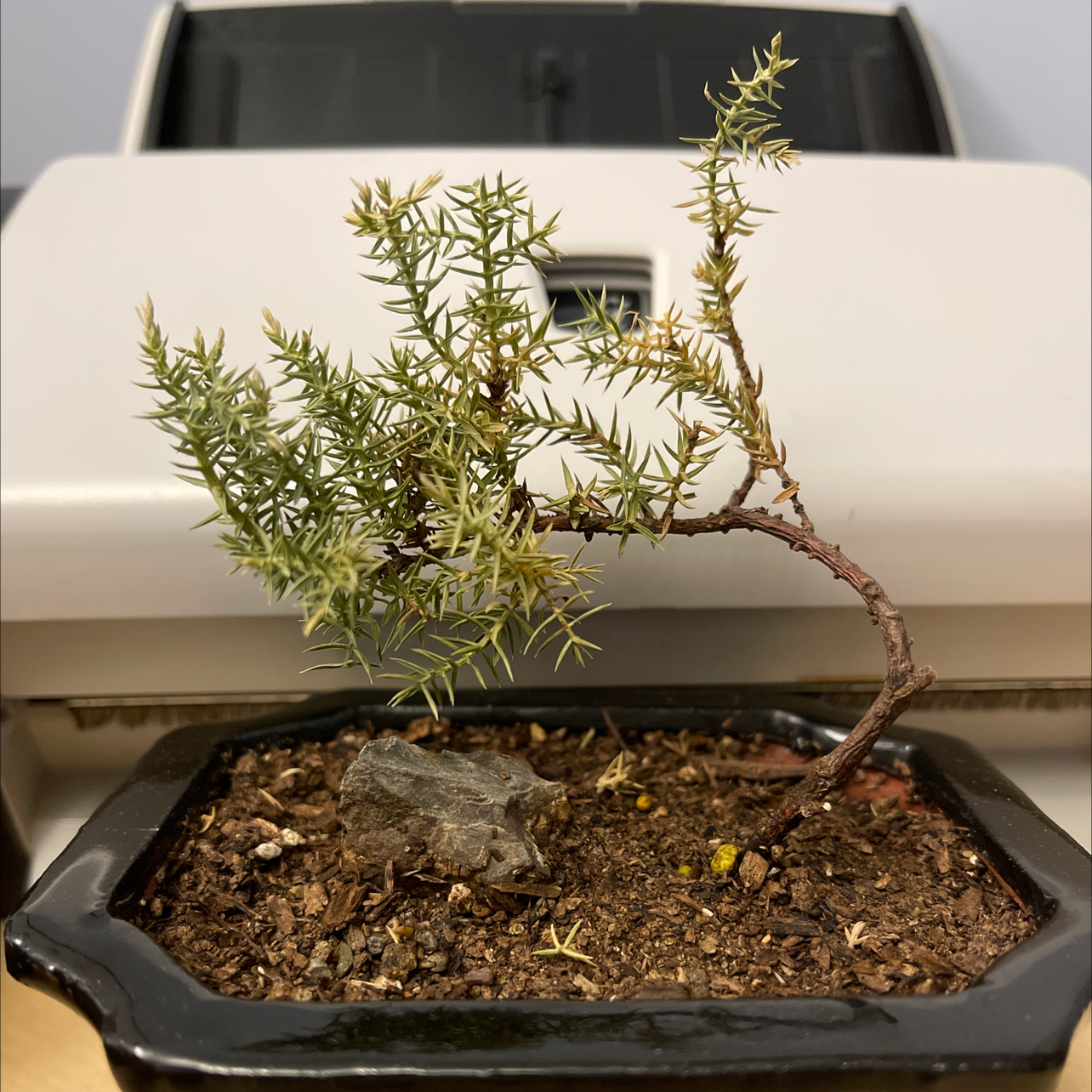 American Common Juniper plant in a pot with visible soil, well-framed and in focus.