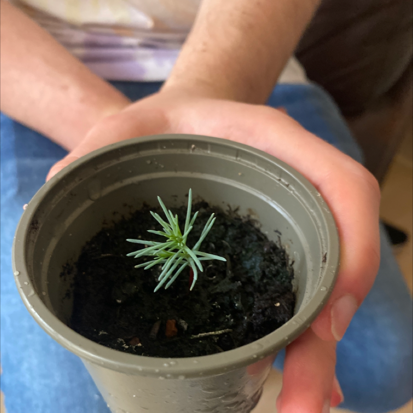A young Giant Sequoia seedling in a pot, held by a person. Soil is visible.