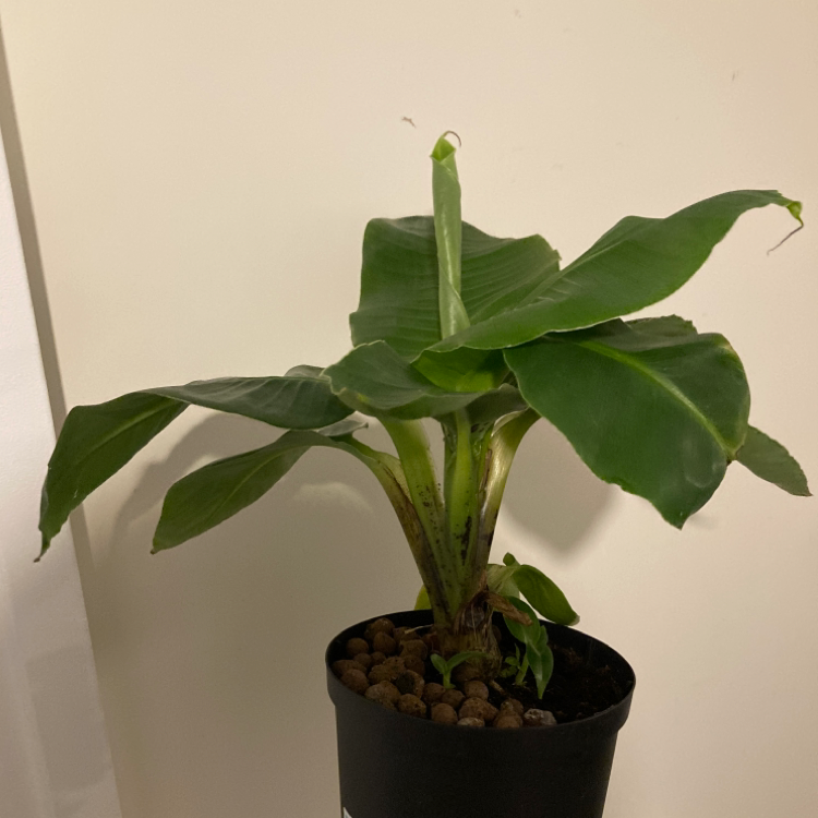 A healthy Abyssinian Banana plant in a pot with visible soil.