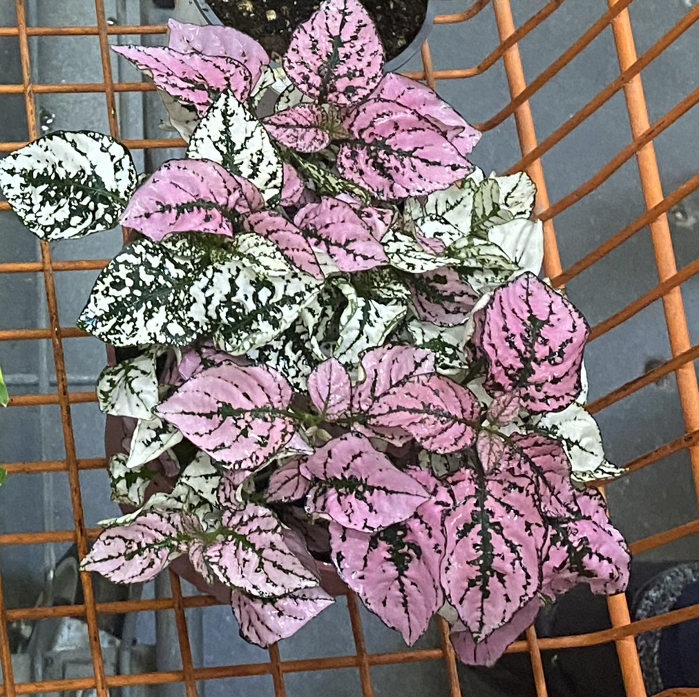 Photo of the plant species Polka Dot Plant by @Mbarbz named Kesha on Greg, the plant care app