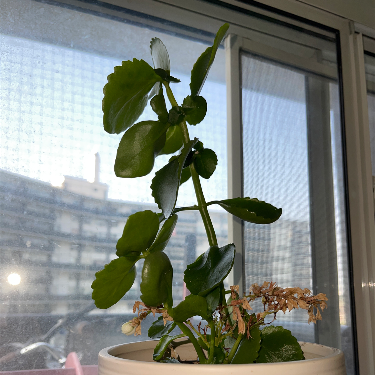 Florist Kalanchoe plant photo by @Snazv named Athena on Greg, the plant care app.