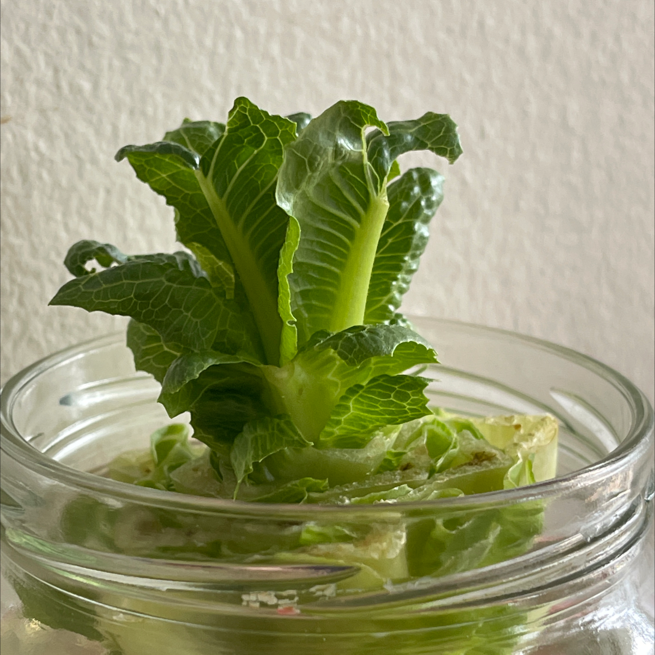 Garden Lettuce plant photo by @Snazv named Marol on Greg, the plant care app.