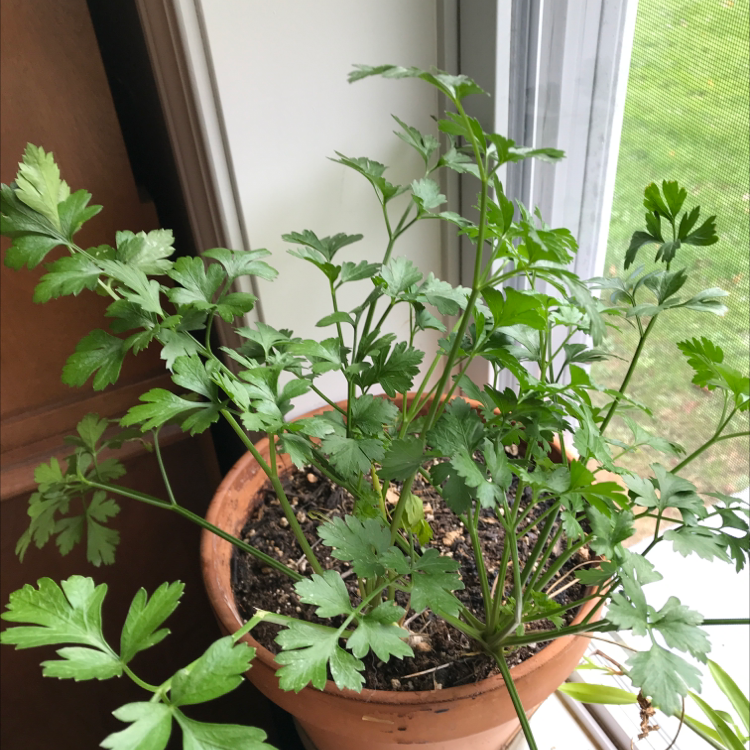 Potted Italian Parsley plant with vibrant green leaves near a window.