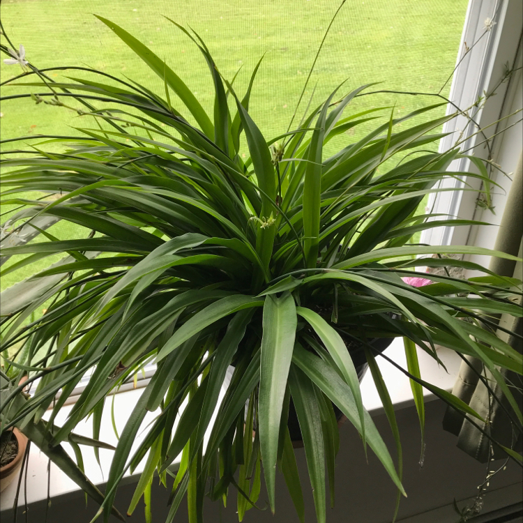 Spider Plant plant photo by @colossalfrogs named Scorpio on Greg, the plant care app.