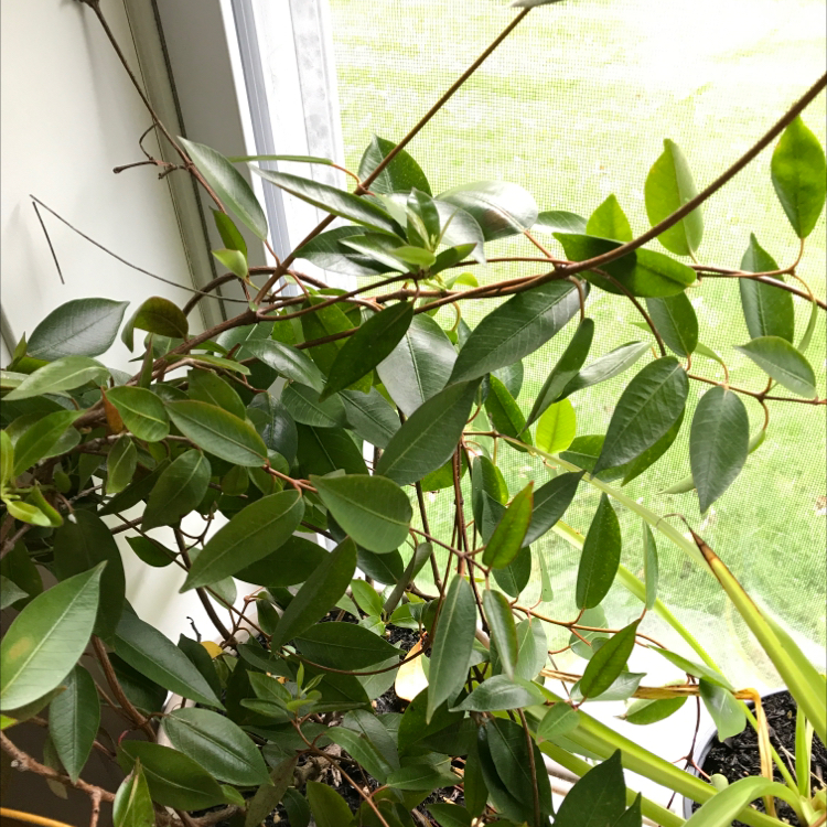 Brazilian Jasmine plant with healthy green leaves near a window.