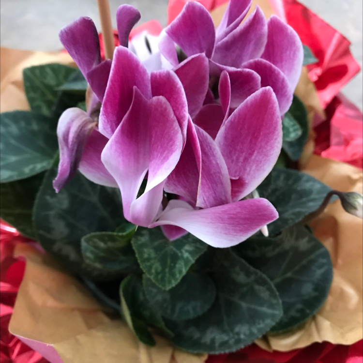 Why Are My Cyclamen Leaves Curling?
