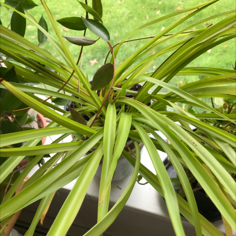 Spider Plant plant photo by @colossalfrogs named Arachnid on Greg, the plant care app.