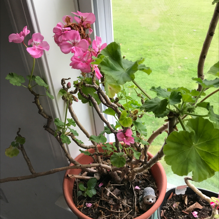 Zonale Geranium plant photo by @colossalfrogs named Belle on Greg, the plant care app.