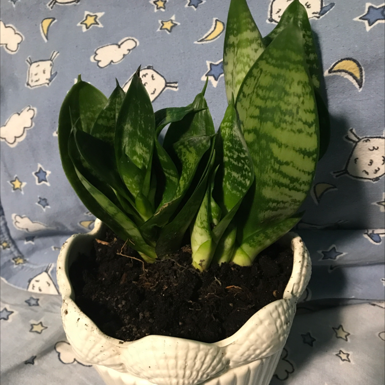 Photo of the plant species Black Robusta Snake Plant by @colossalfrogs named Rattler on Greg, the plant care app