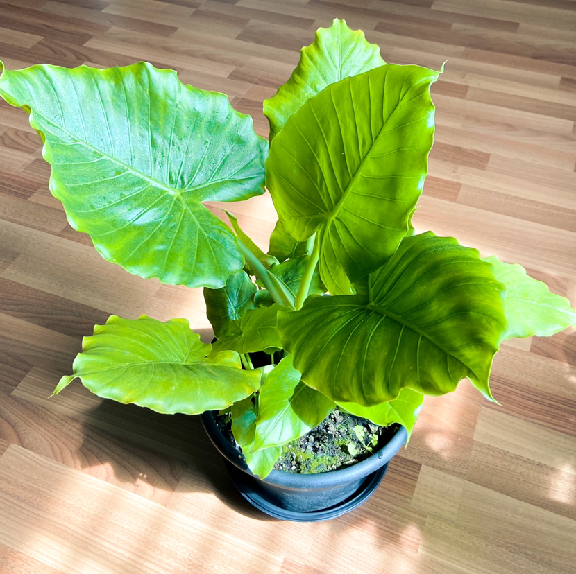 Photo of the plant species Alocasia 'Portora' by @seanngyn named Elizabeth on Greg, the plant care app