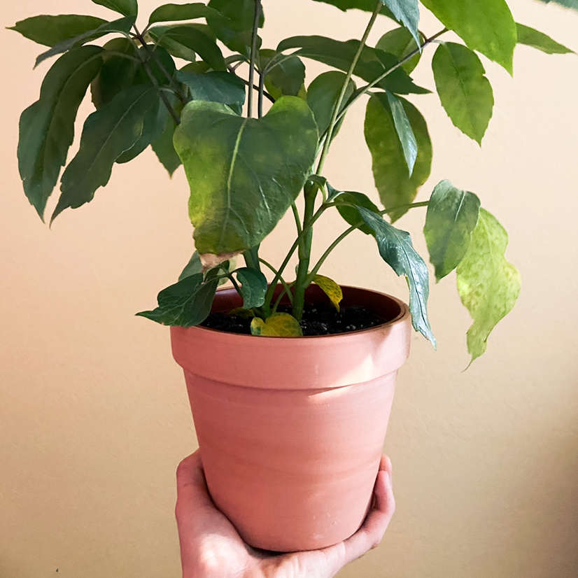 Photo of the plant species Umbrella Tree by @seanngyn named Sandra on Greg, the plant care app