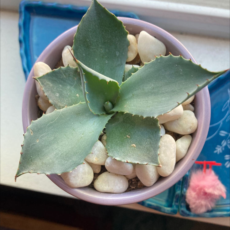 Butterfly Agave plant in a pot with white pebbles, healthy green leaves.
