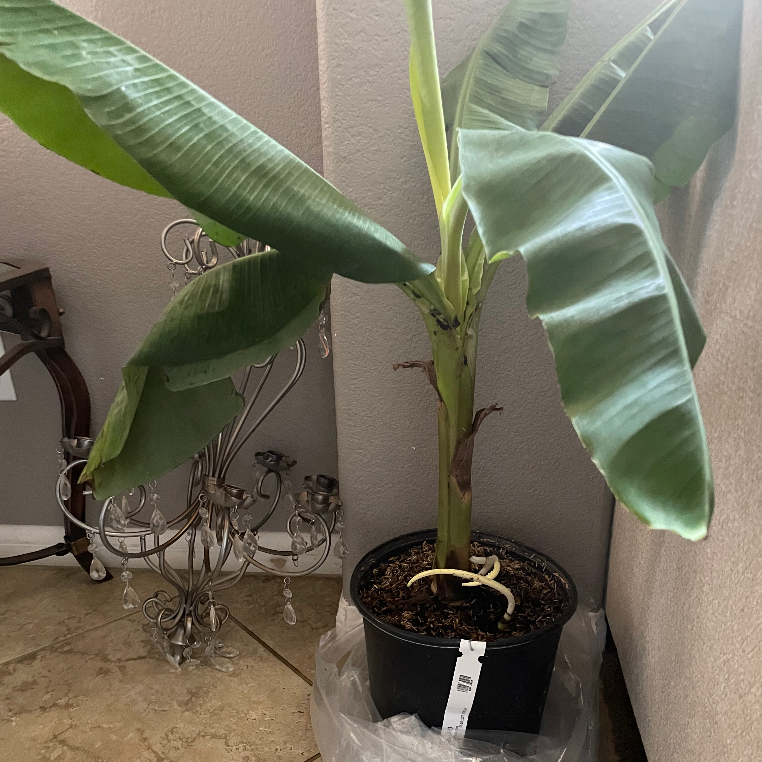 🍌 Best Potting Soil Mix For Banana