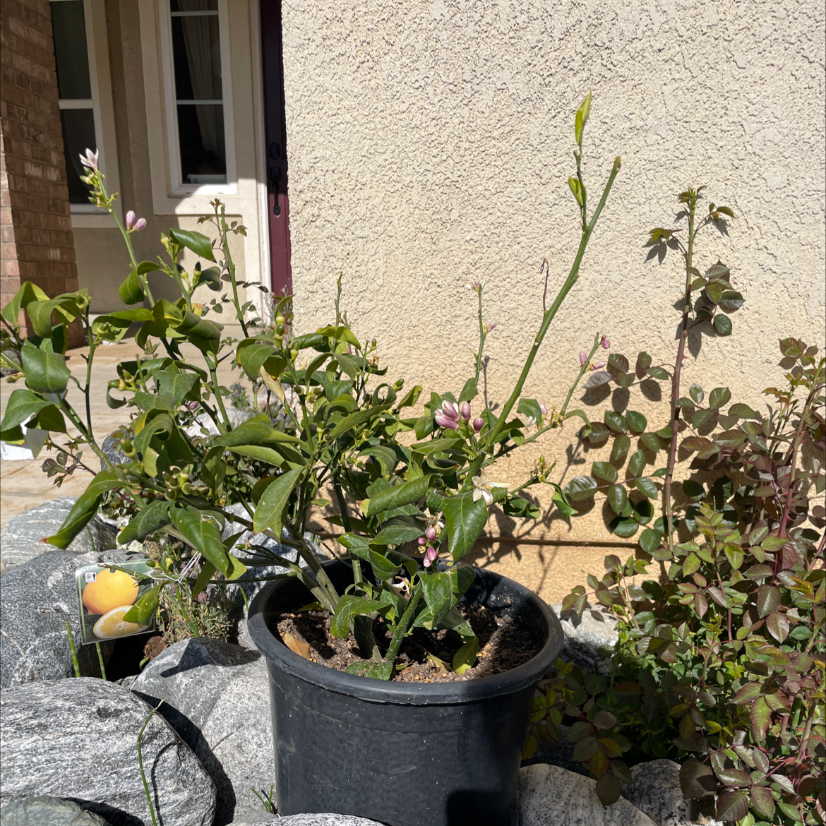Healthy potted Meyer lemon tree with small fruits growing outdoors near roses against a textured wall.