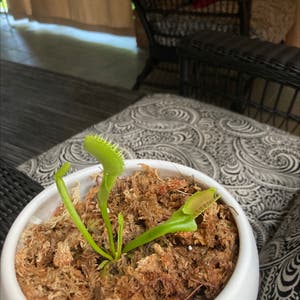 Venus Fly Trap plant photo by Conman named Mou Low on Greg, the plant care app.