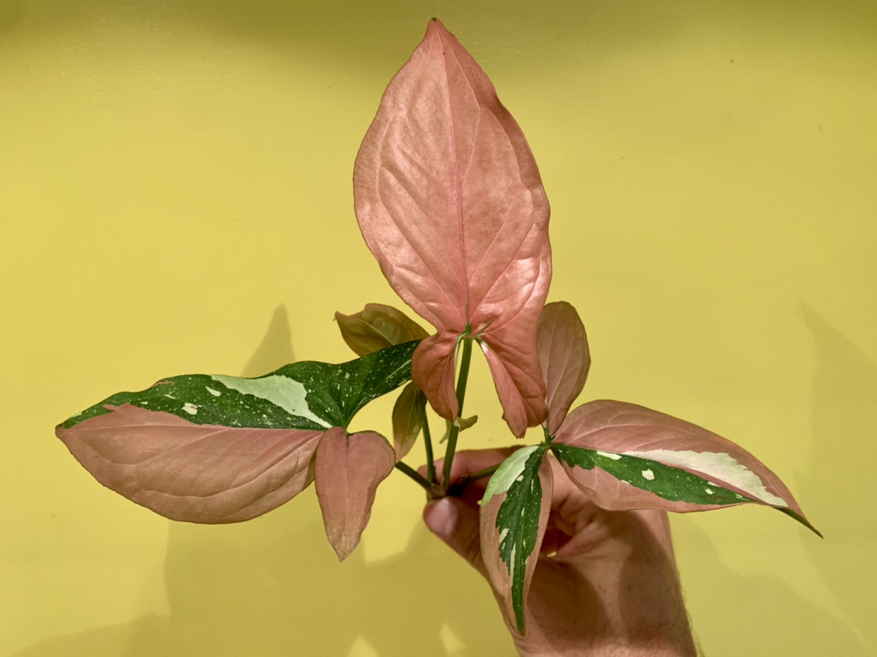 Photo of the plant species Syngonium / Arrowhead by Celso named Syngonium Red Spot Tricolour on Greg, the plant care app