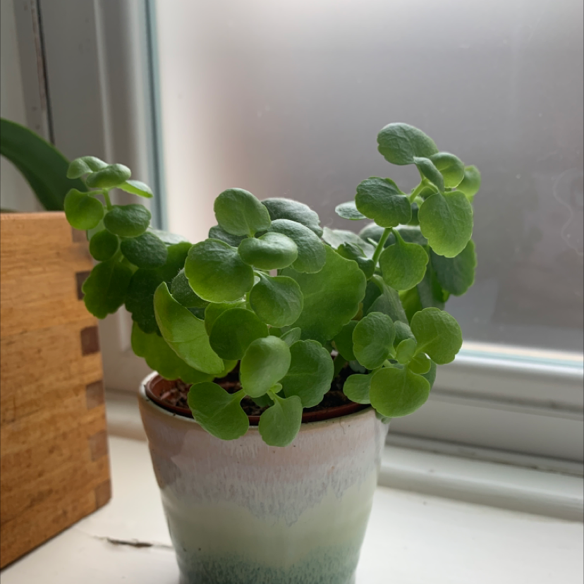 Photo of the plant species Lesser Londonpride by @claudia named tilly on Greg, the plant care app